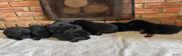 German Shepherd dogs for sale: Quality Litter of GSD Puppy’s @icepack - Advert 4