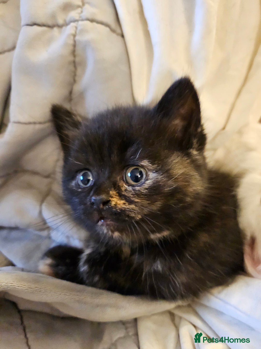 British Longhair cats for sale: BLH and BSH - Advert 9