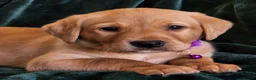 Labrador Retriever dogs for sale: ⭐⭐7 Beautiful Fox Red Labrador Pups Ready Soon!⭐⭐️ - Advert 22