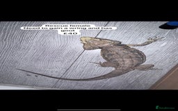 Bearded Dragon reptiles for sale: Bearded dragons babies&adults possible full setup - Image 3
