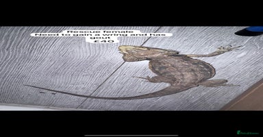 Bearded Dragon reptiles - Advert 6