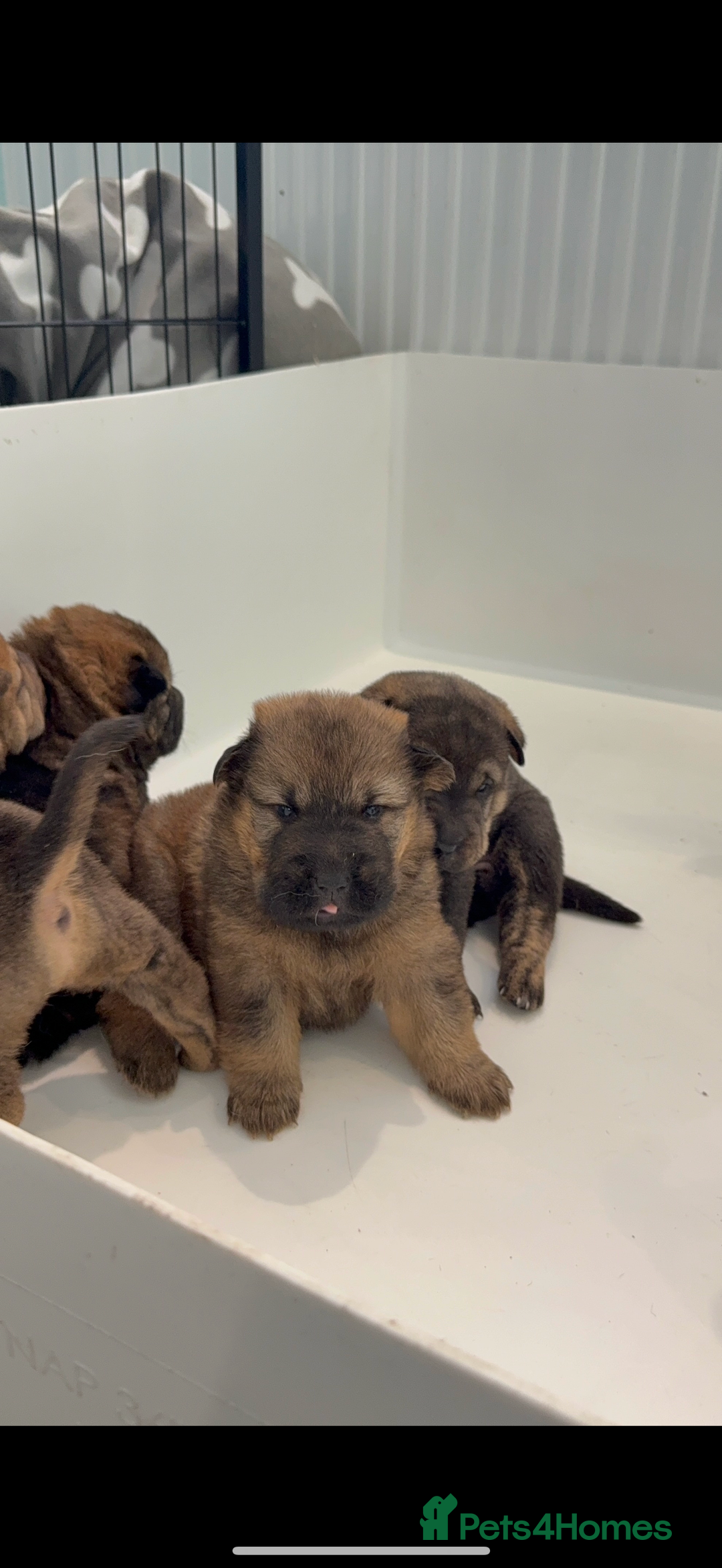 Mixed Breed dogs for sale: shar pei puppys - Image 7
