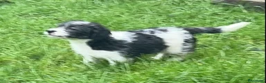Jackapoo Puppy 1