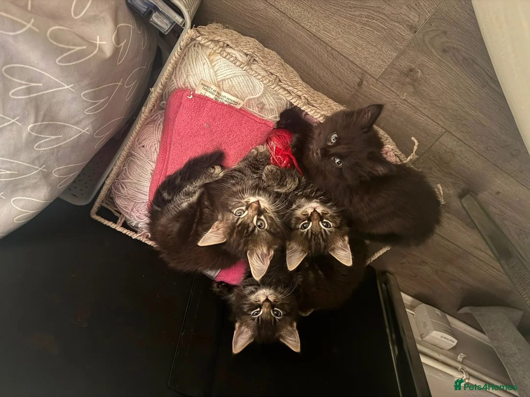 Mixed Breed cats for sale: Maine coon cross mixed  - Advert 2