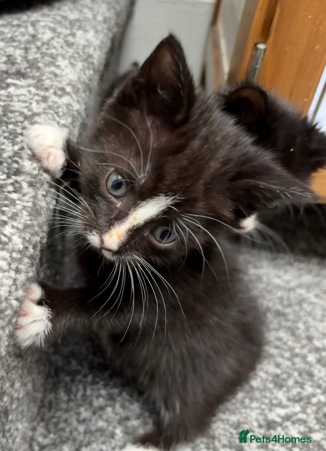 Domestic Shorthair cats for sale: Last 4 kittens left  - Image 3