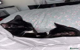 Domestic Shorthair cats for sale: Bonded  male cats  - Image 10