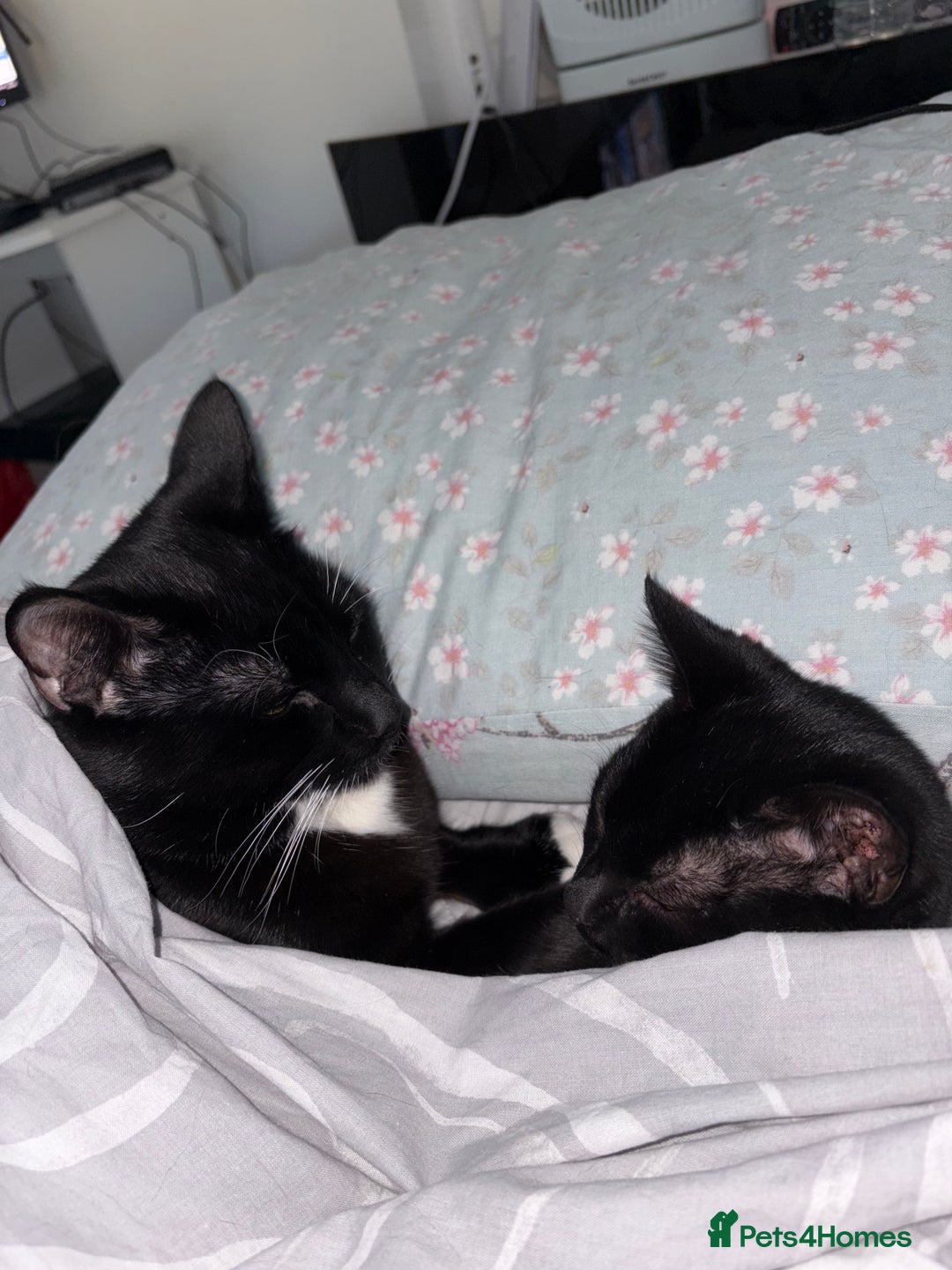 Domestic Shorthair cats for sale: Bonded  male cats  - Image 10