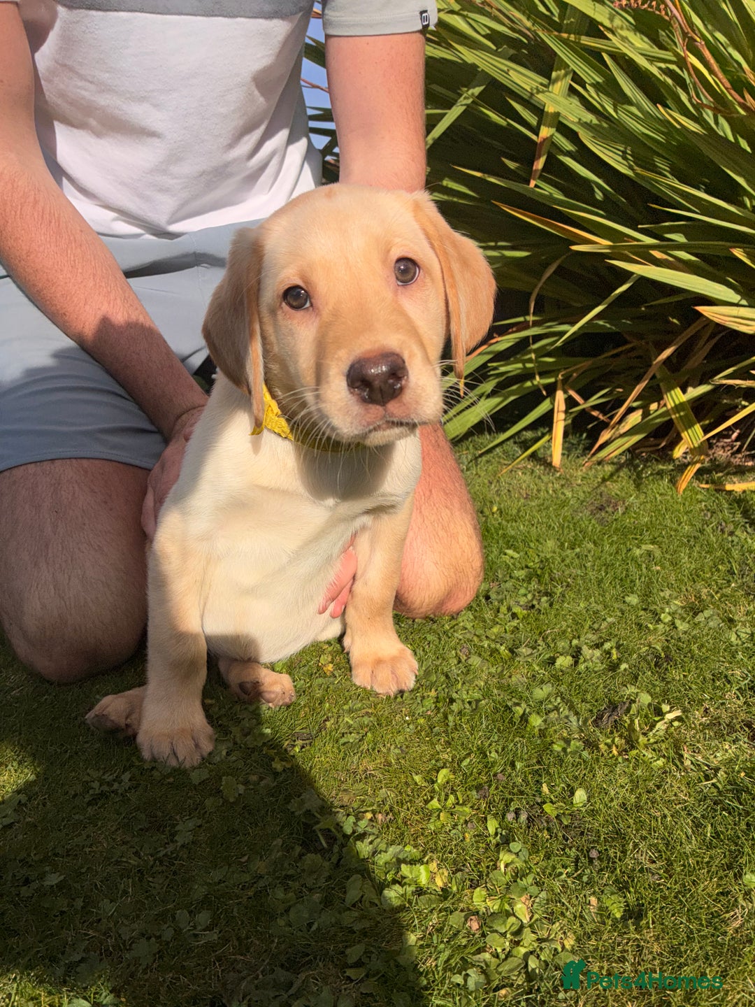 Labrador Retriever dogs for sale: Labrador Puppies GIRLS - READY NOW - Image 1