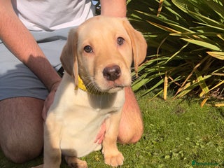 Labrador Retriever dogs - Advert 17