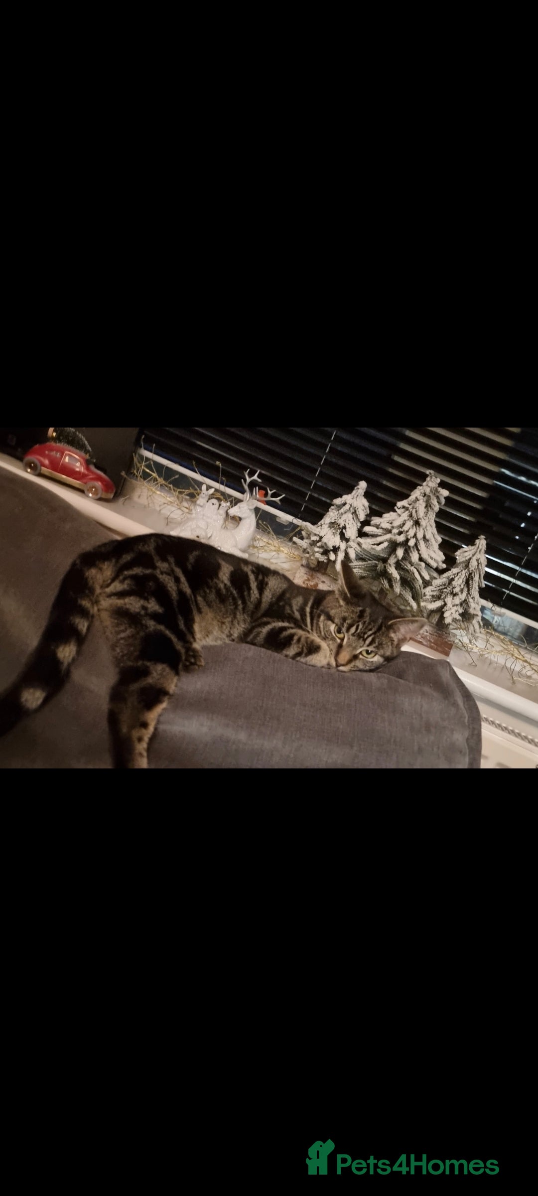 British Shorthair cats for sale: 2 loving cats in Scarborough - Image 8