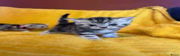 British Shorthair cats for sale: Stunning British Shorthair Kittens  - Advert 12