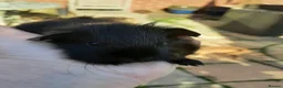 Guinea Pig rodents for sale: Skinny pigs and guinea pig babies - Advert 9