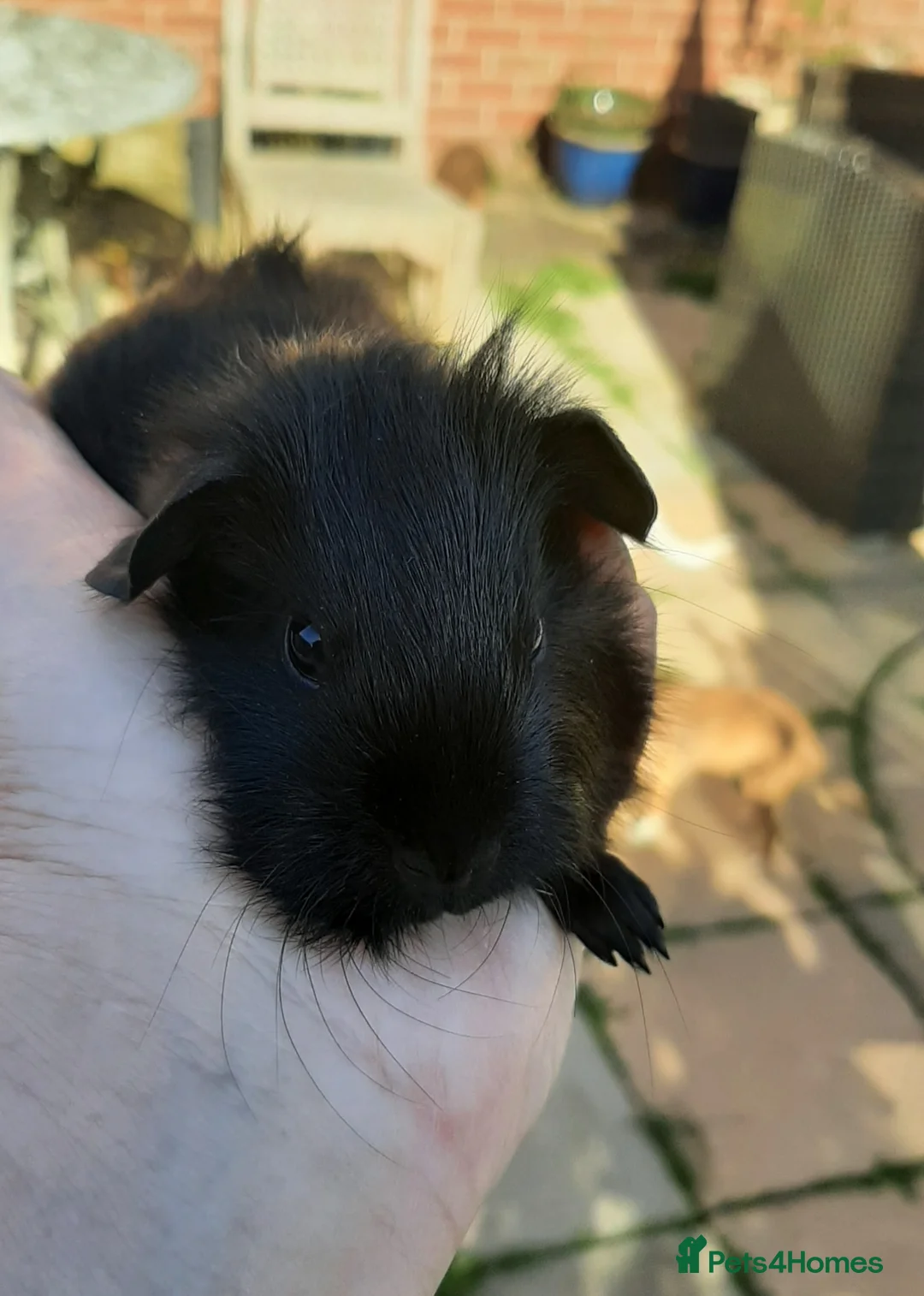 Guinea Pig rodents for sale: Skinny pigs and guinea pig babies - Advert 9