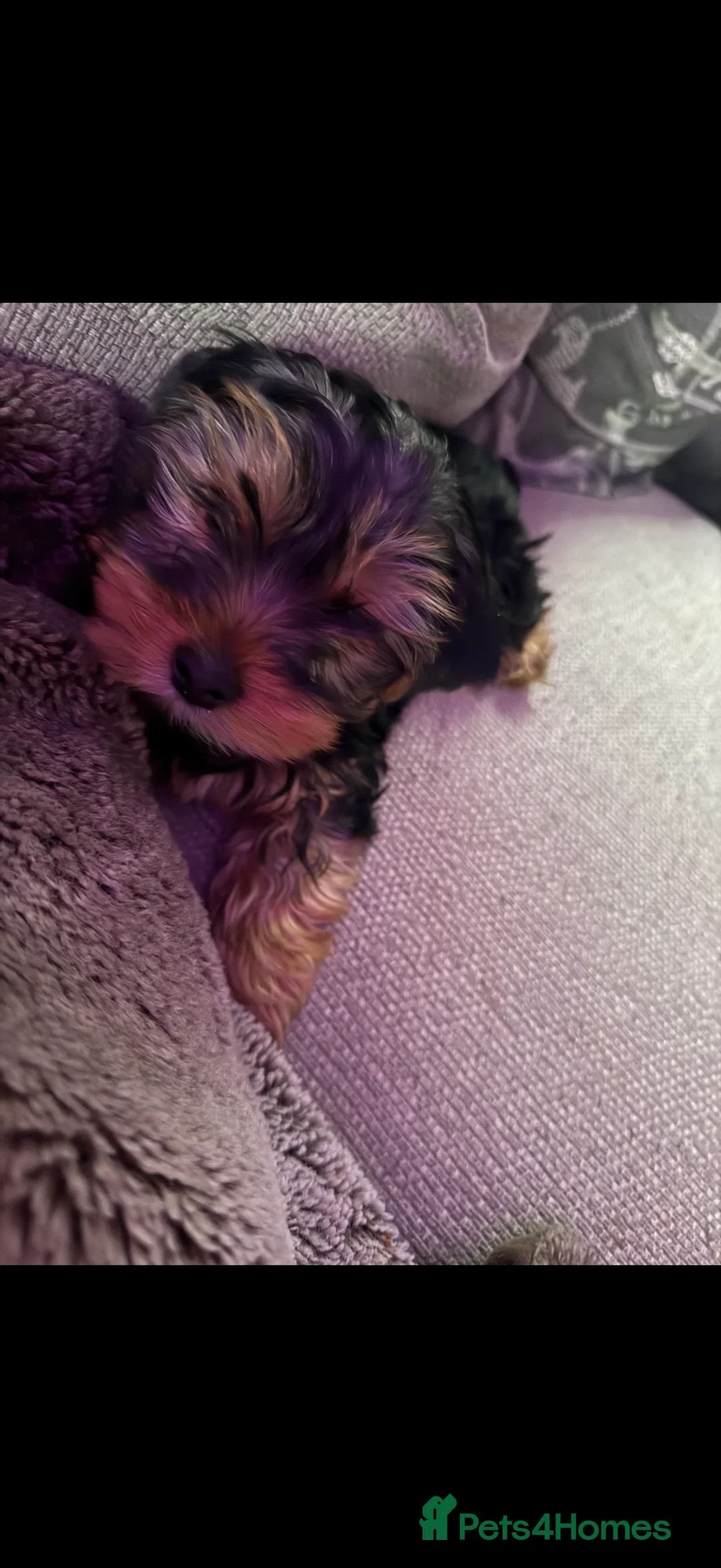 Yorkshire Terrier dogs for sale: Male Yorkshire terrier left  - Advert 2