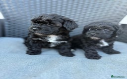 Yorkshire Terrier dogs for sale: Yorkies  - Image 5