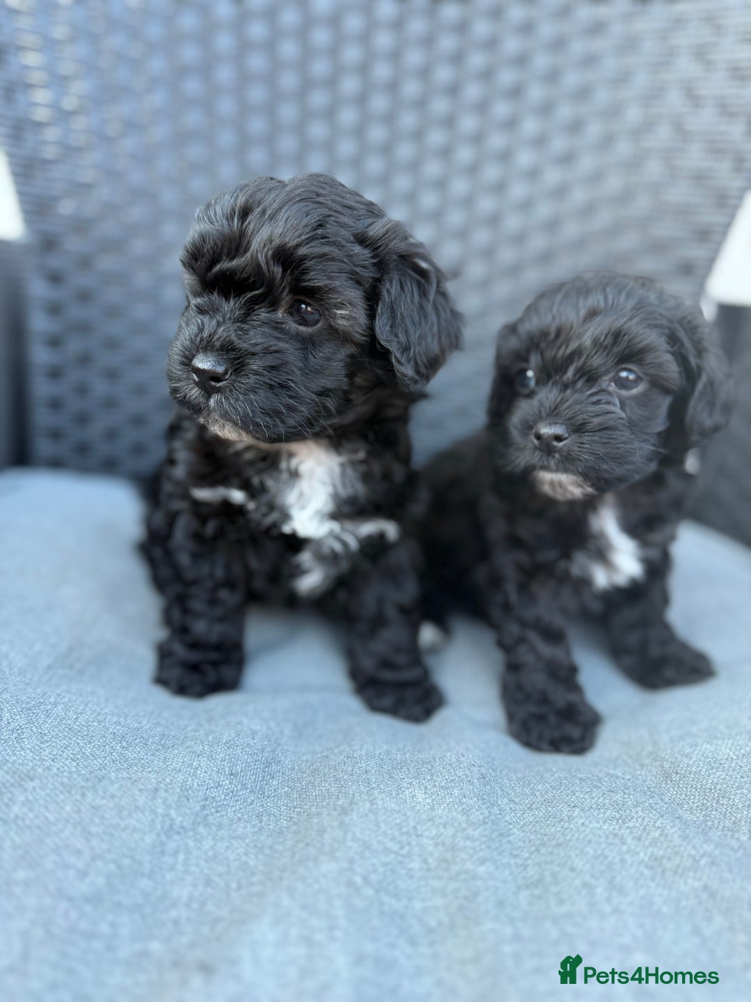 Yorkshire Terrier dogs for sale: Yorkies  - Image 5