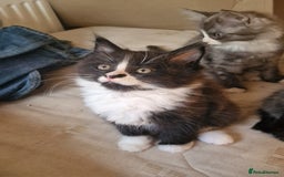 Maine Coon cats for sale: Gorgeous Half Maine Coon Boys and Girls  - Image 34