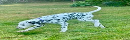 Dalmatian dogs for sale: KC reg full hearing Dalmatian Puppies  - Advert 26