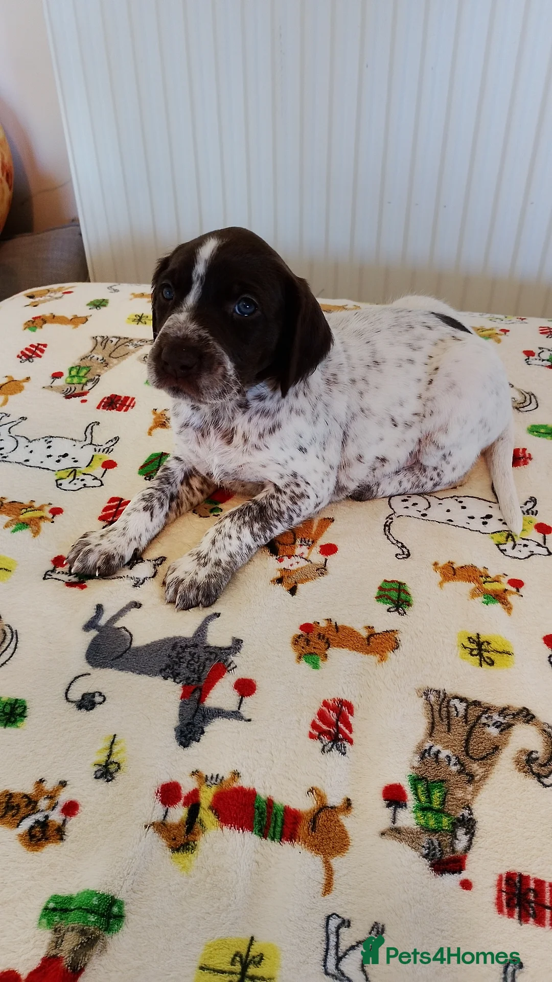 Mixed Breed dogs for sale: GSP x GWP puppies in Shefford - Advert 2