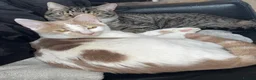 Mixed Breed cats for sale: Kittens in Tonbridge - Advert 1