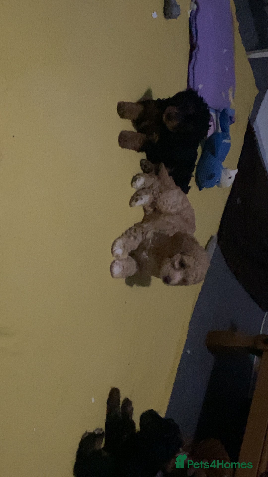 Cockapoo dogs for sale: ADD UPTO DATEREAD IN FULL  - Advert 9