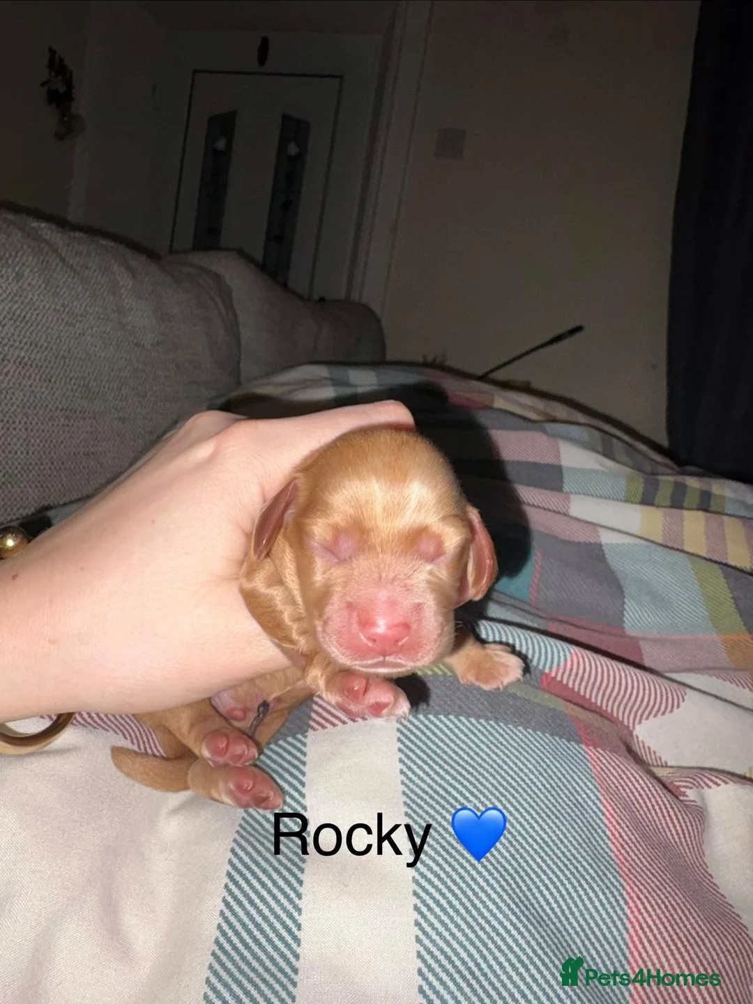 Cocker Spaniel dogs for sale: Kc registered - Working Cocker spaniel puppies - Advert 35