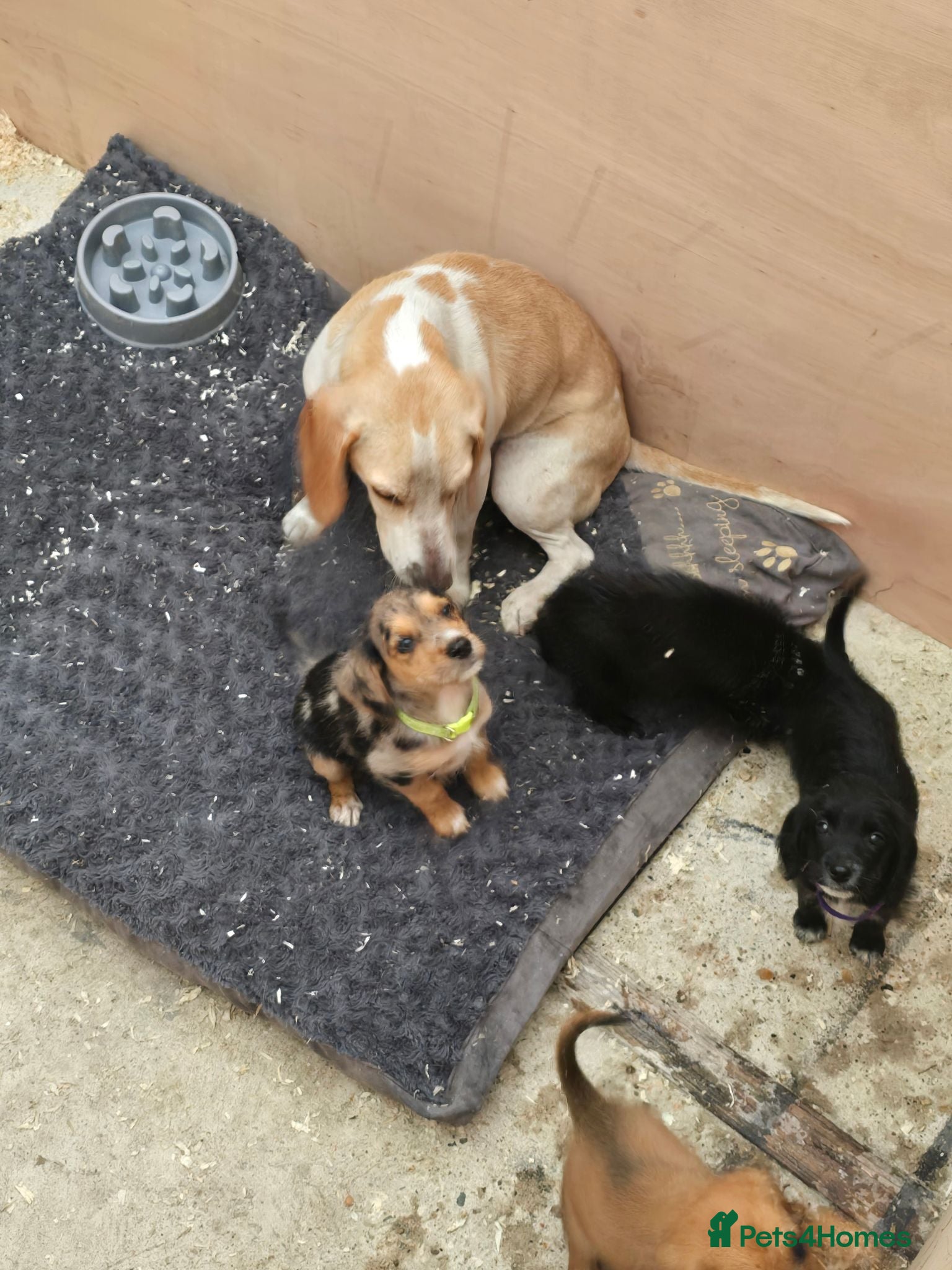 Beagle dogs Beaglepoo/poogles - Advert 1