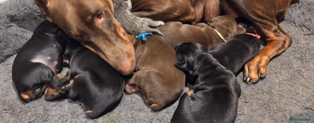 Dobermann dogs for sale: Stunning male dobermann puppy - Advert 6