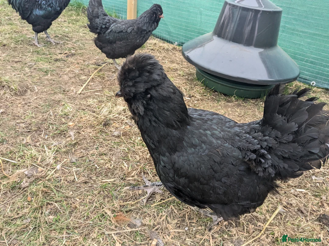 Geese poultry for sale: Call ducks, Light Sussex, Faverolle, Aracaunas,Wel - Advert 2