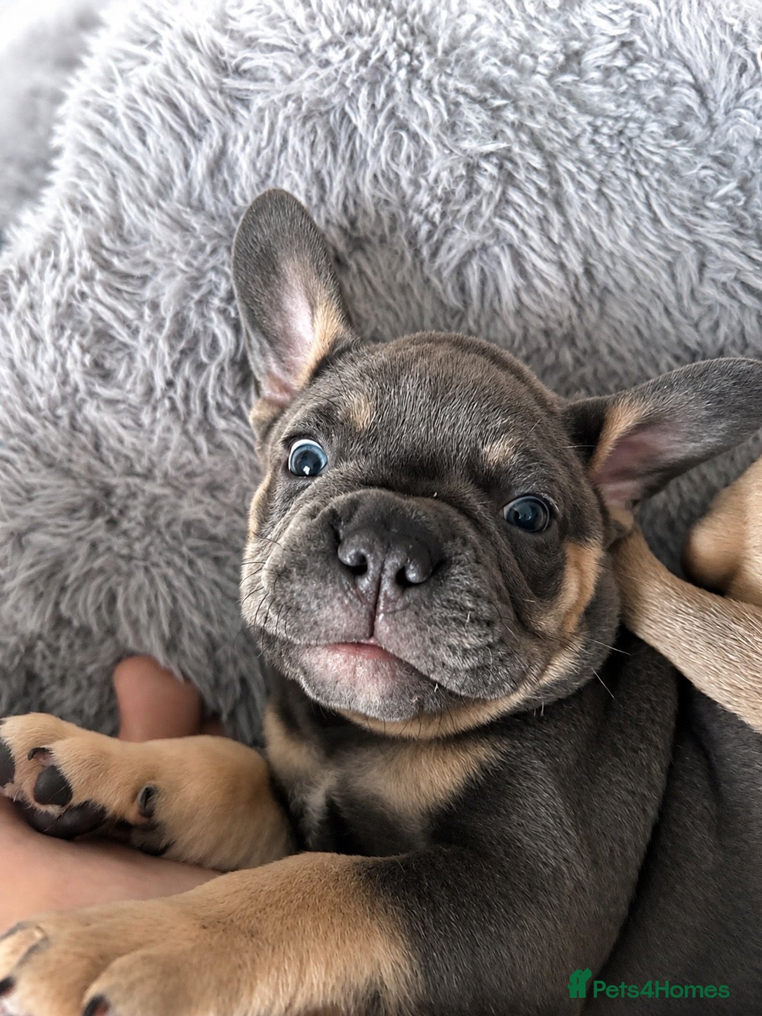 Mixed Breed dogs French Bulldog Mix Boys – Blue Eyes - Advert 2