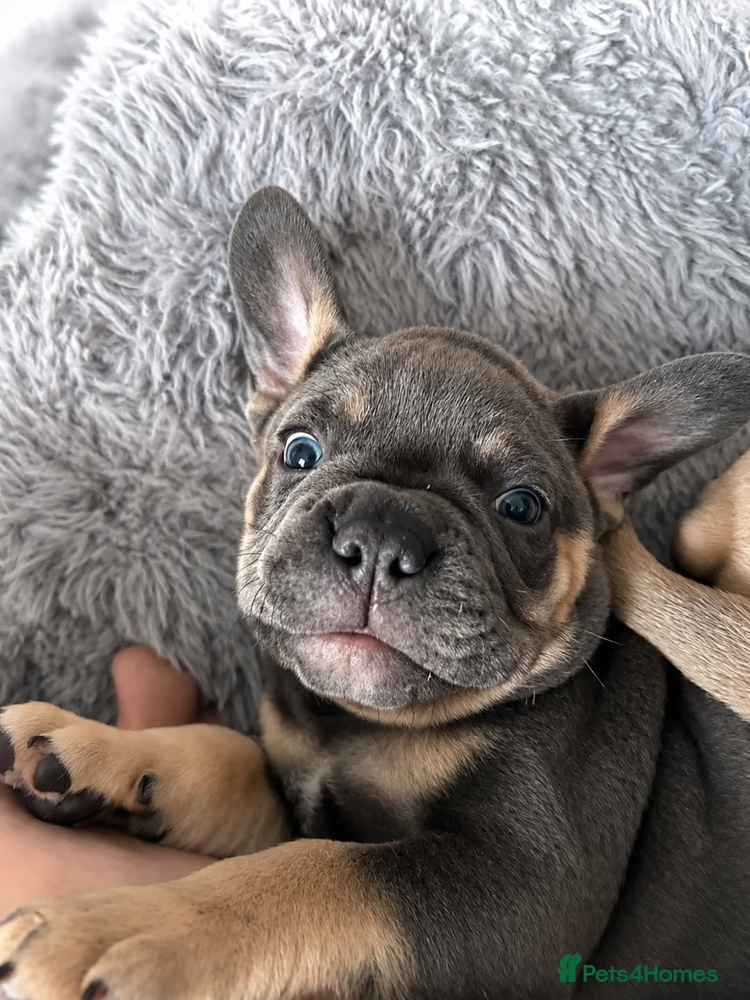 Mixed Breed dogs for sale: French Bulldog Mix Boys – Blue Eyes - Advert 1