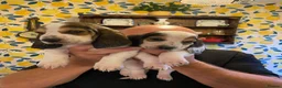 Basset Hound dogs for sale: Now Ready for New Forever Homes - Advert 6