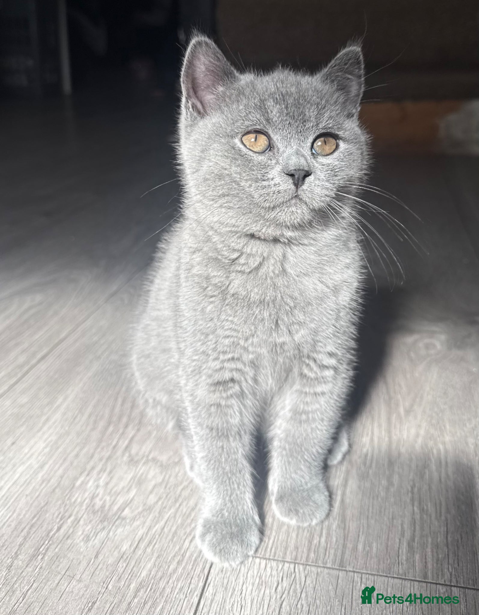 British Shorthair cats £750**LAST GIRL** British shorthair kitten - Advert 13
