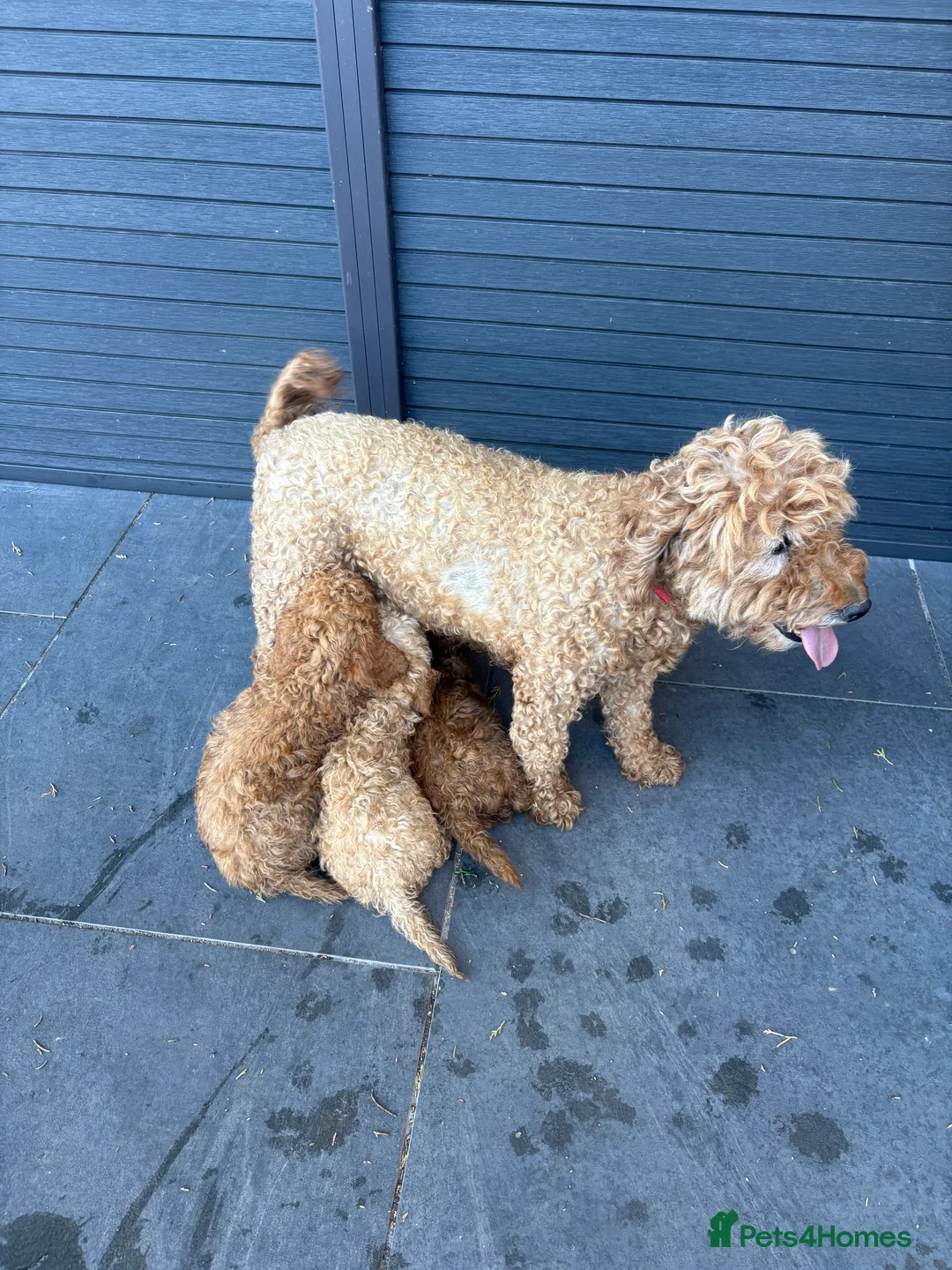 Cockapoo dogs for sale: F1b cockapoo puppies  in Staines - Advert 2