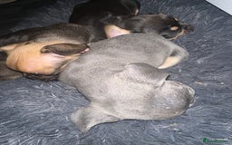 Mixed Breed dogs for sale: French bulldog x King Charles cavalier - Image 3
