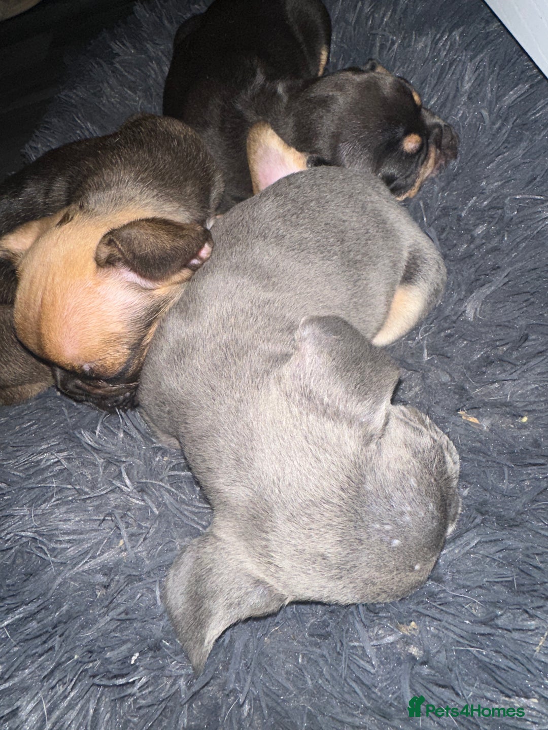 Mixed Breed dogs for sale: French bulldog x King Charles cavalier - Image 3