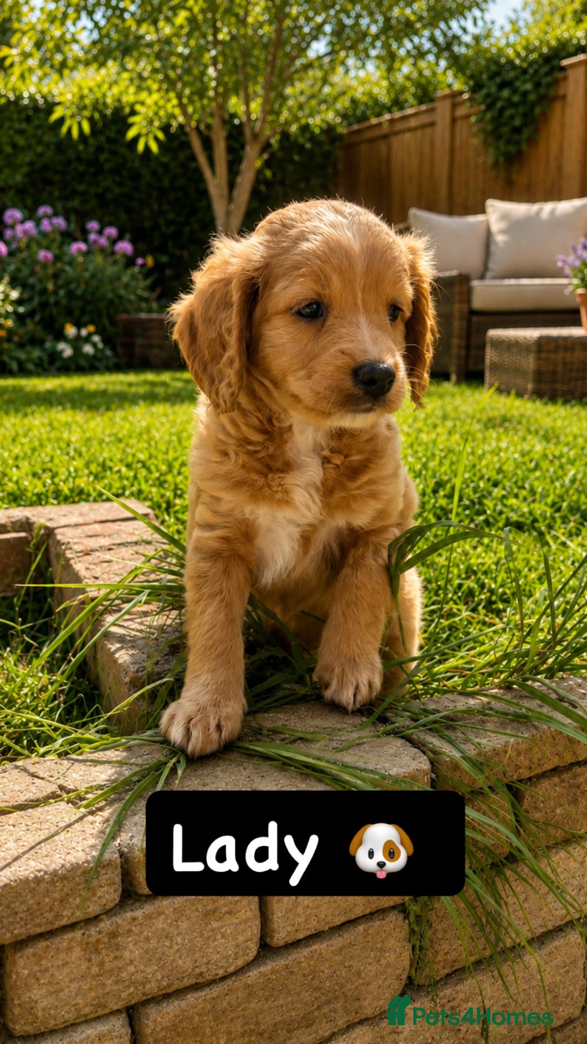 Mixed Breed dogs for sale: F1 Labradoodle/cockapoo Mix ❤️  - Advert 2