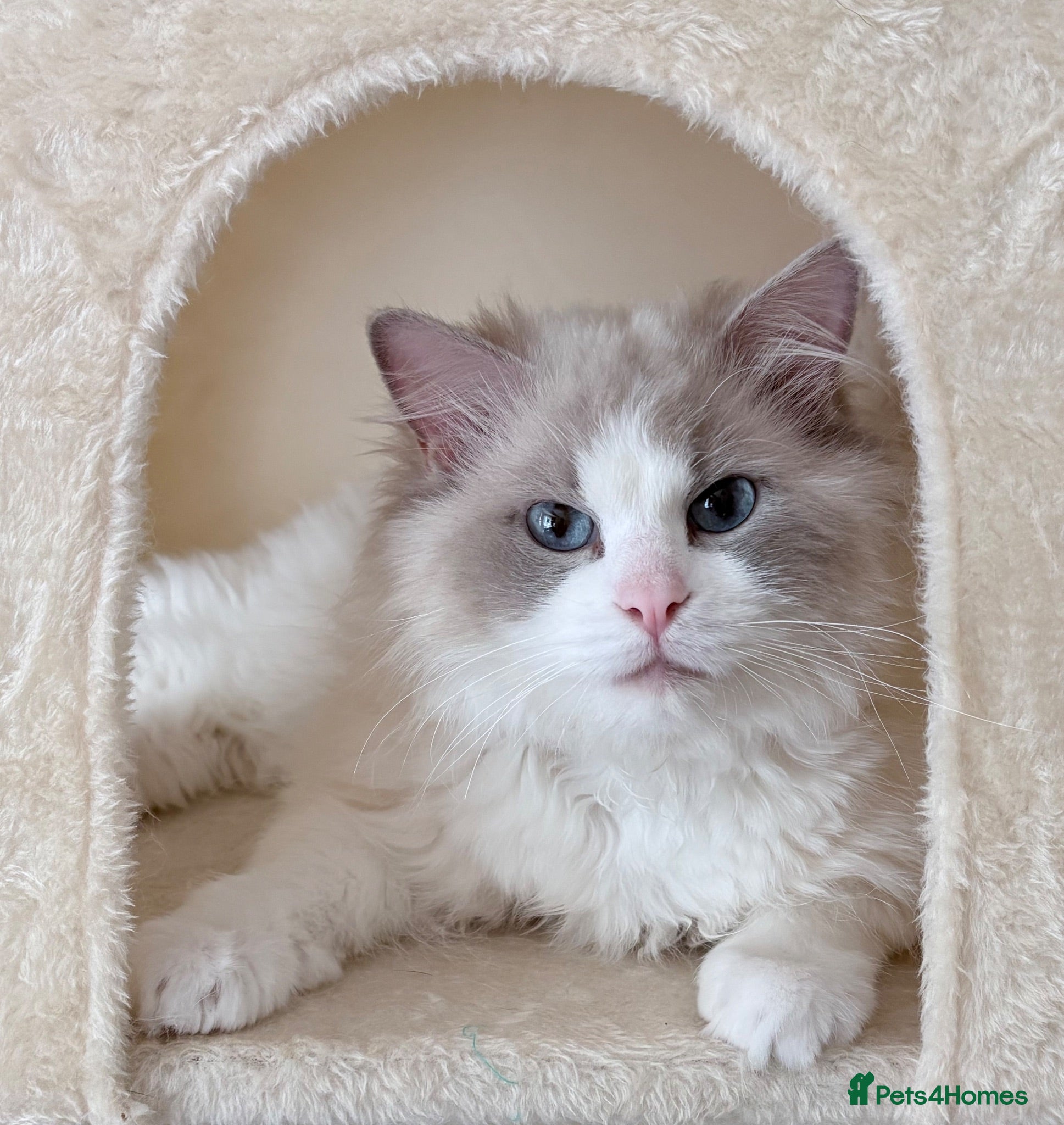 Ragdoll cats Pure-pedigree male Ragdoll for sale - Advert 1