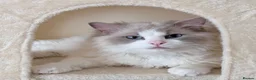 Ragdoll cats for sale: Pure-pedigree male Ragdoll for sale - Advert 1