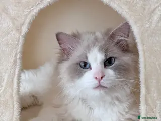 Ragdoll cats Pure-pedigree male Ragdoll for sale - Advert 1
