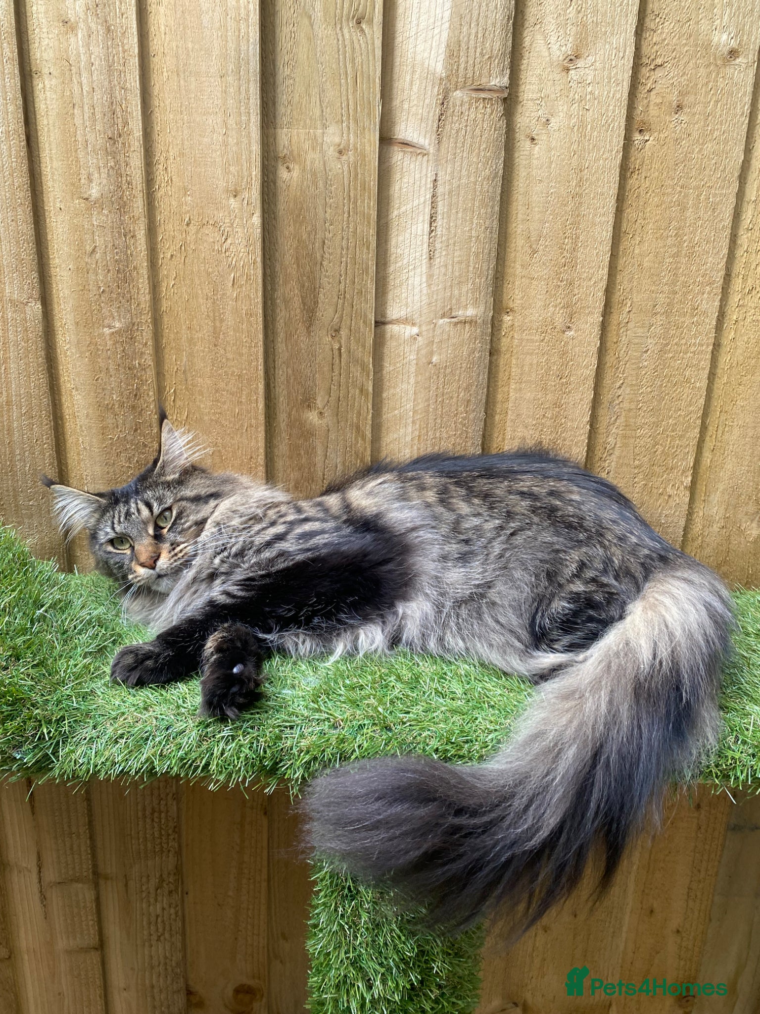 Maine Coon cats for sale: Tica boys available  - Advert 15