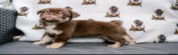 Pug dogs for stud: Mrs Lynne dalton  - Advert 3
