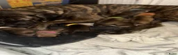 Mixed Breed dogs for sale: Cane Corso mixed breed puppies in London - Advert 2