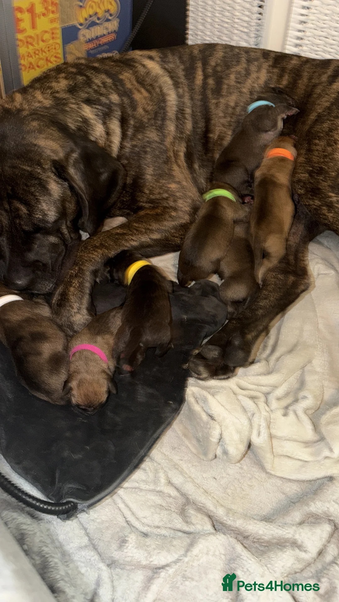Mixed Breed dogs for sale: Cane Corso mixed breed puppies in London - Advert 2