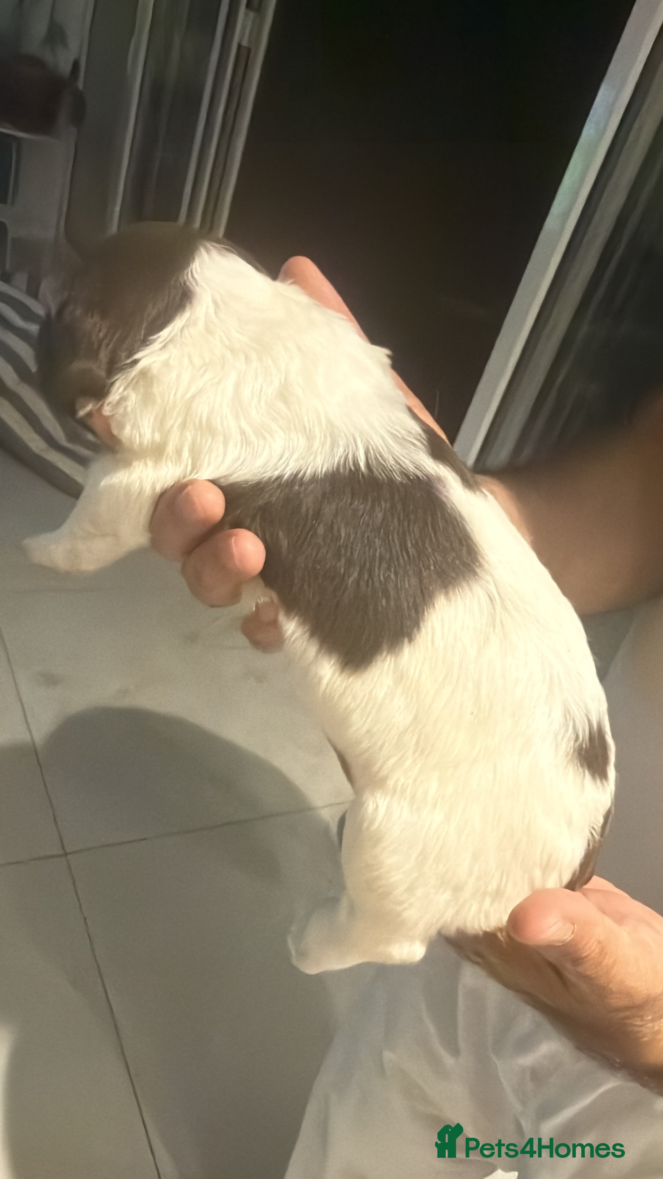 English Springer Spaniel dogs FTCH line pups - Advert 2