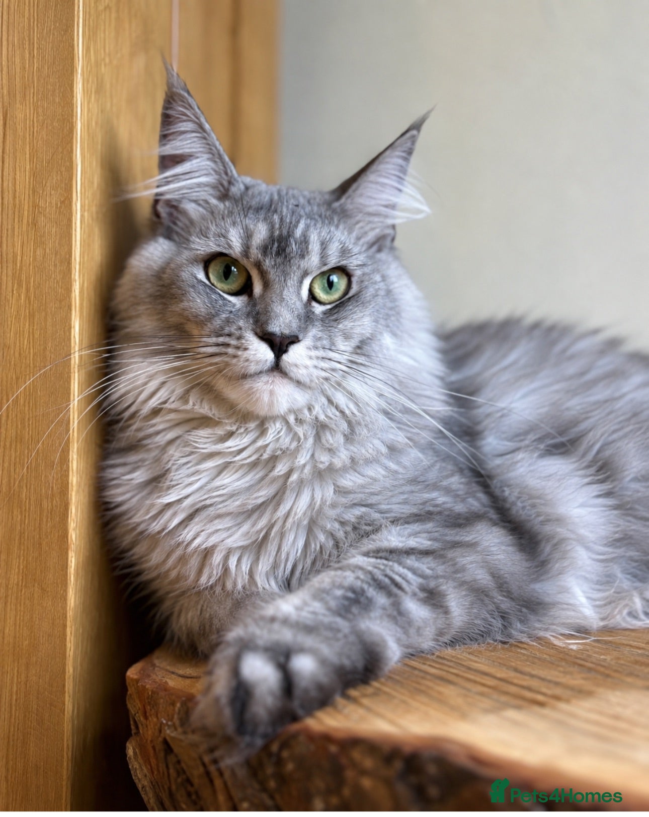 Maine Coon cats Beautiful Maine Coon females - Advert 2