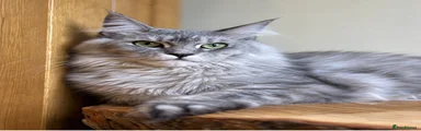 Maine Coon 2