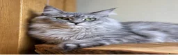 Maine Coon cats for sale: Beautiful Maine Coon females - Advert 2