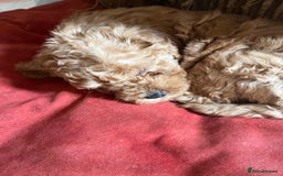 Cavapoo dogs for sale: 7 adorable puppies for sale 5 girls 2 boys  - Image 16