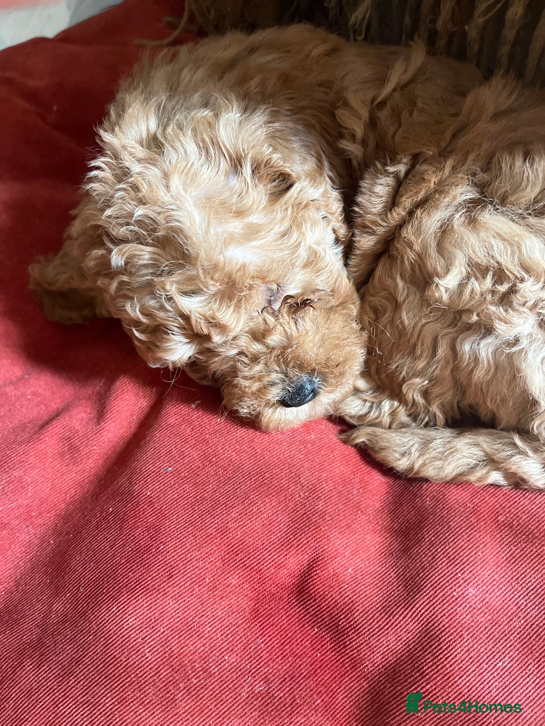 Cavapoo dogs for sale: 7 adorable puppies for sale 5 girls 2 boys  - Image 16